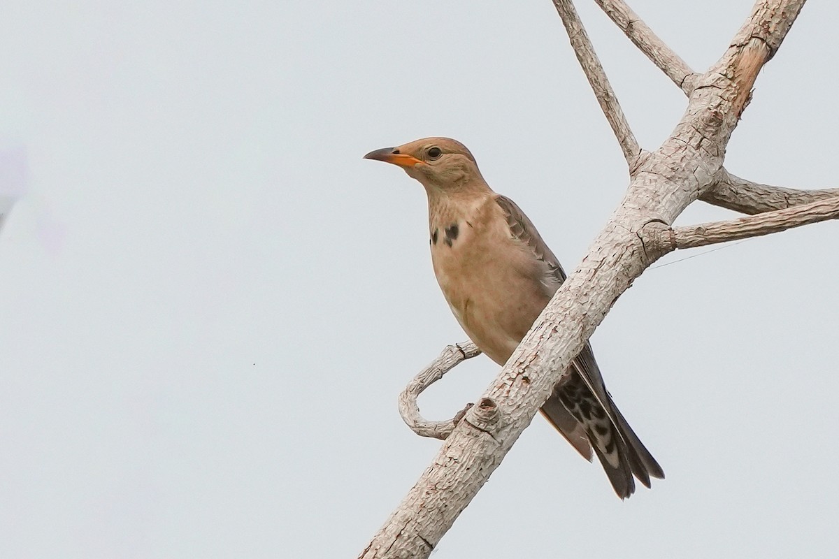 Arabazozo gorrizta - ML644691891