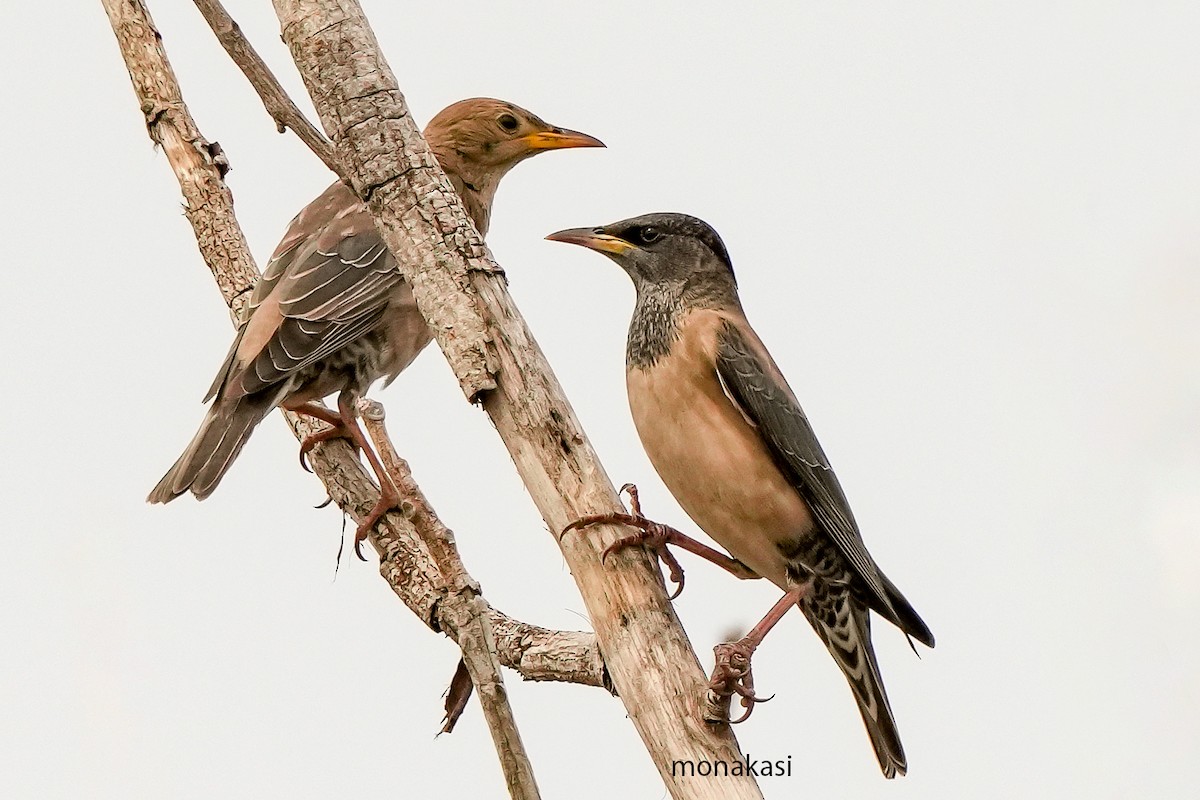 Arabazozo gorrizta - ML644691892