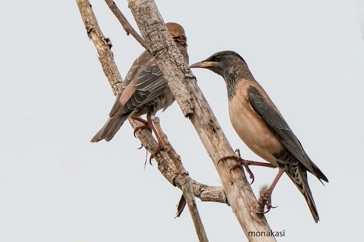 Arabazozo gorrizta - ML644691893