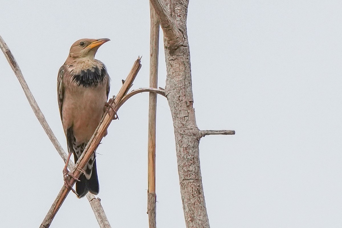 Arabazozo gorrizta - ML644691894