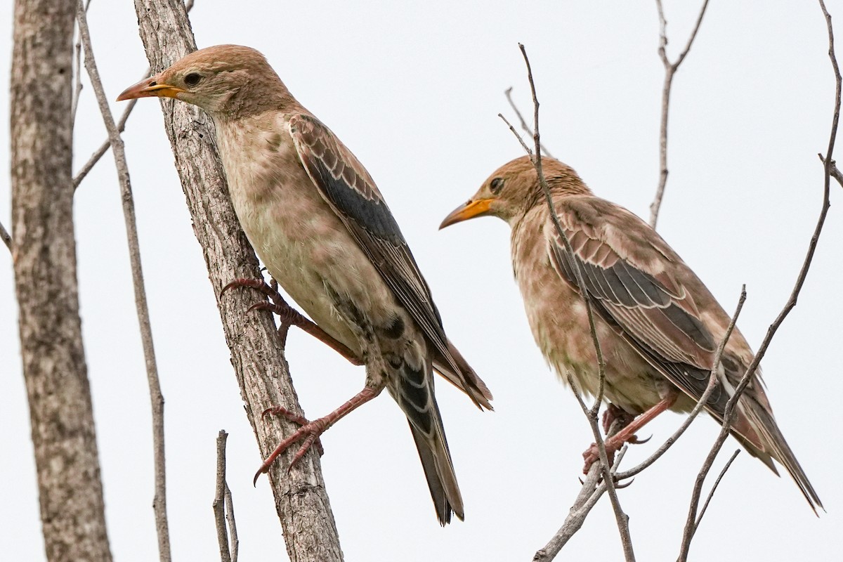 Arabazozo gorrizta - ML644691895