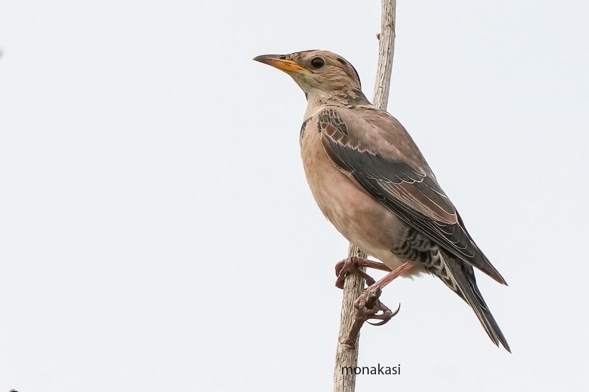 Arabazozo gorrizta - ML644691896