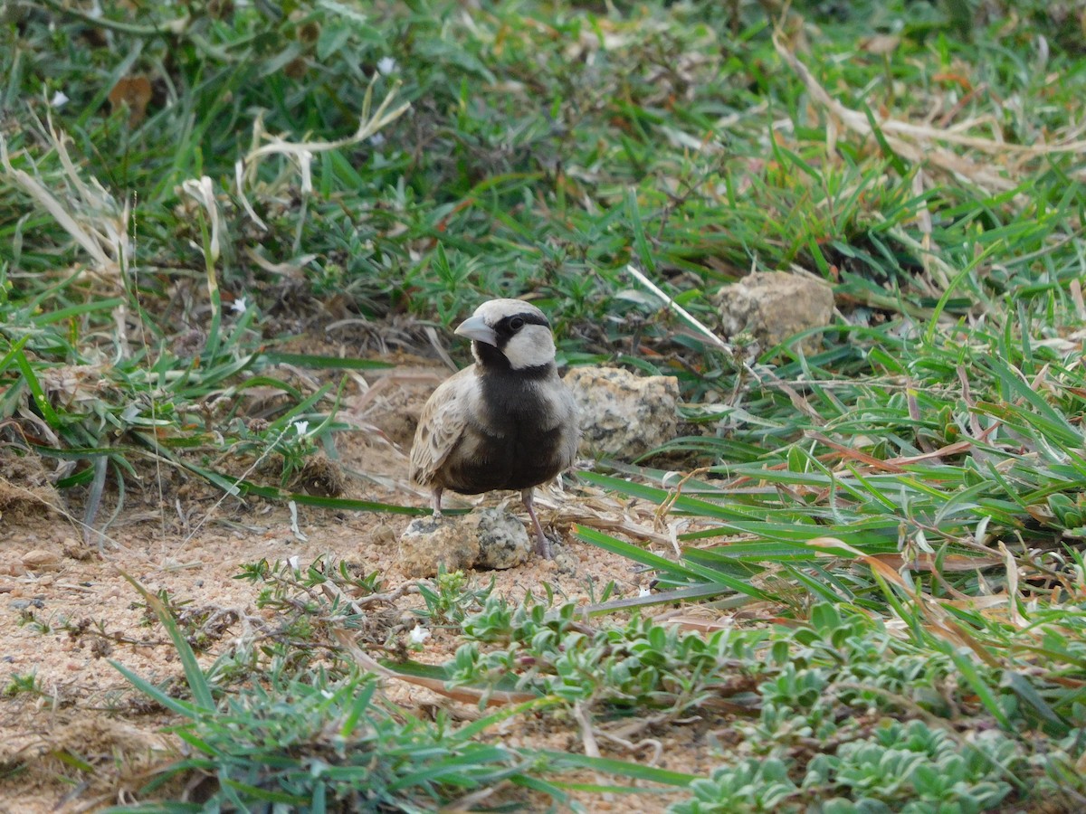 Ashy-crowned Sparrow-Lark - ML644691897