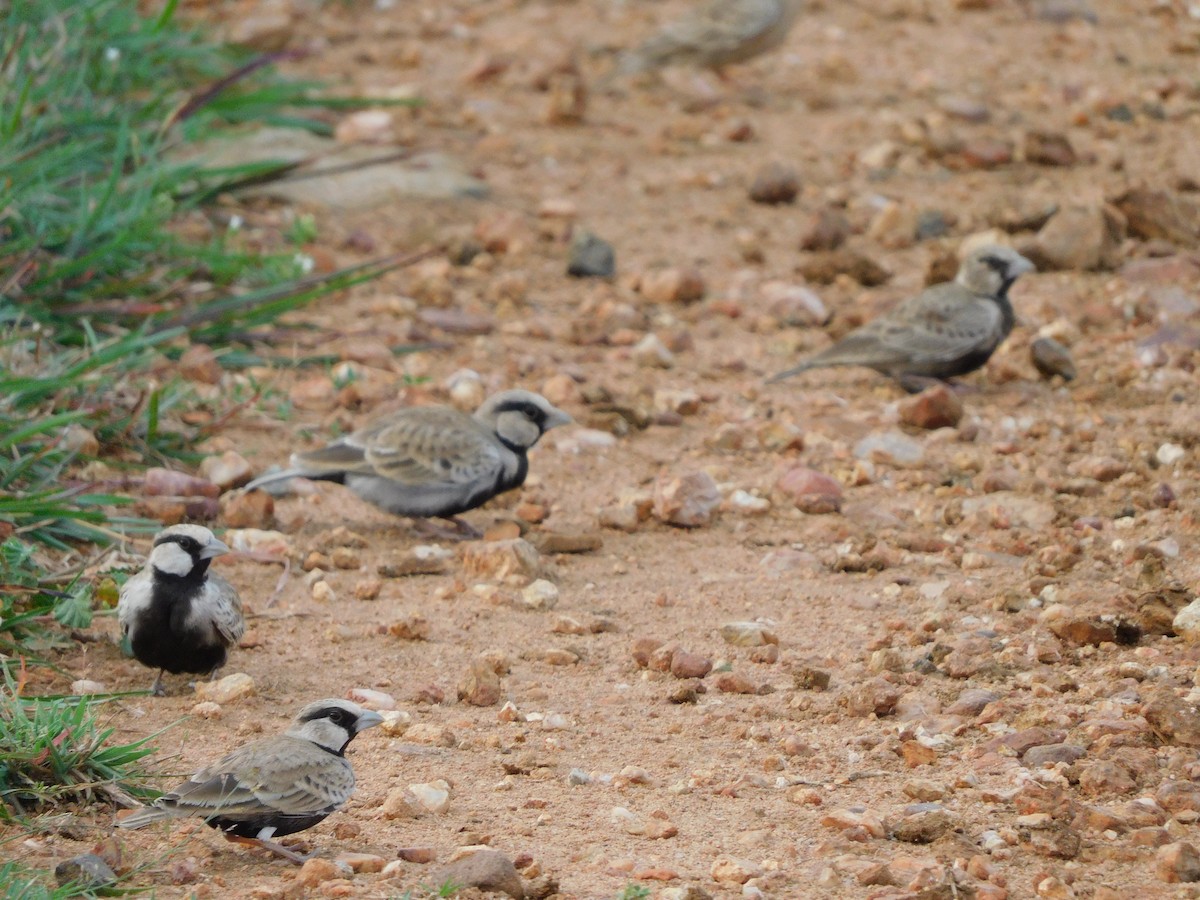 Ashy-crowned Sparrow-Lark - ML644691898