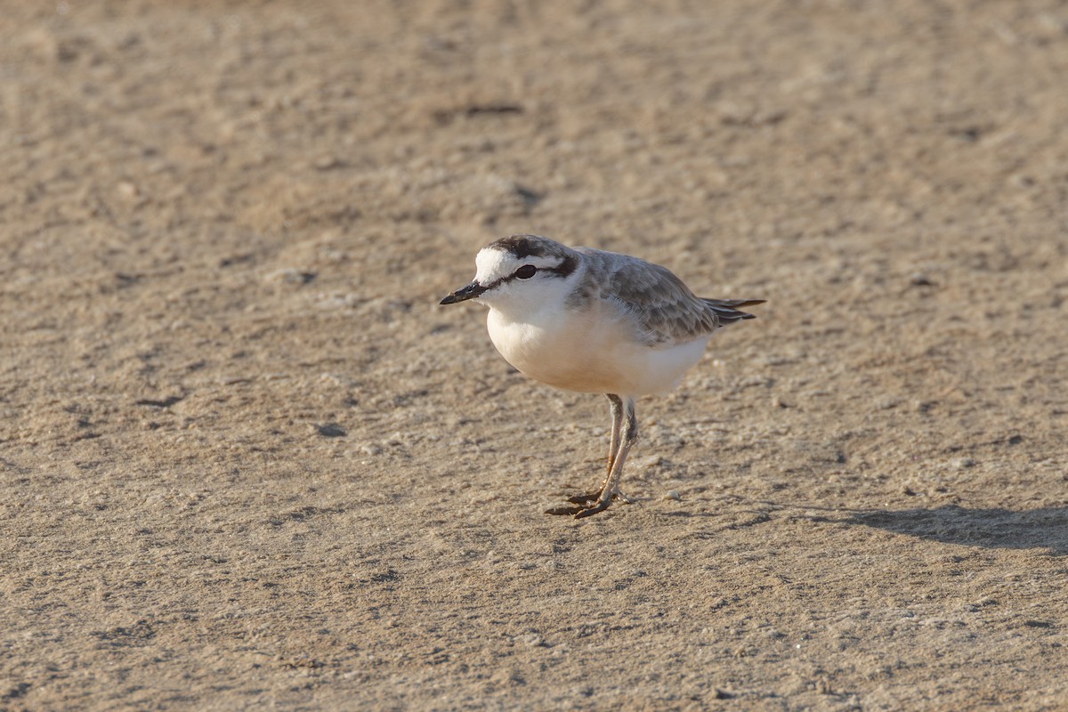 White-fronted Plover - ML644691899