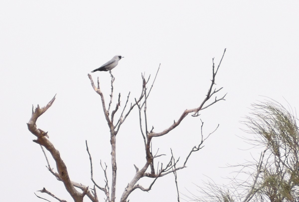 Black-faced Woodswallow - ML644691900