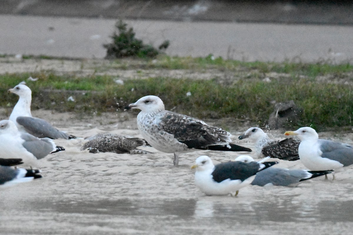 Kaio beltza - ML644691901