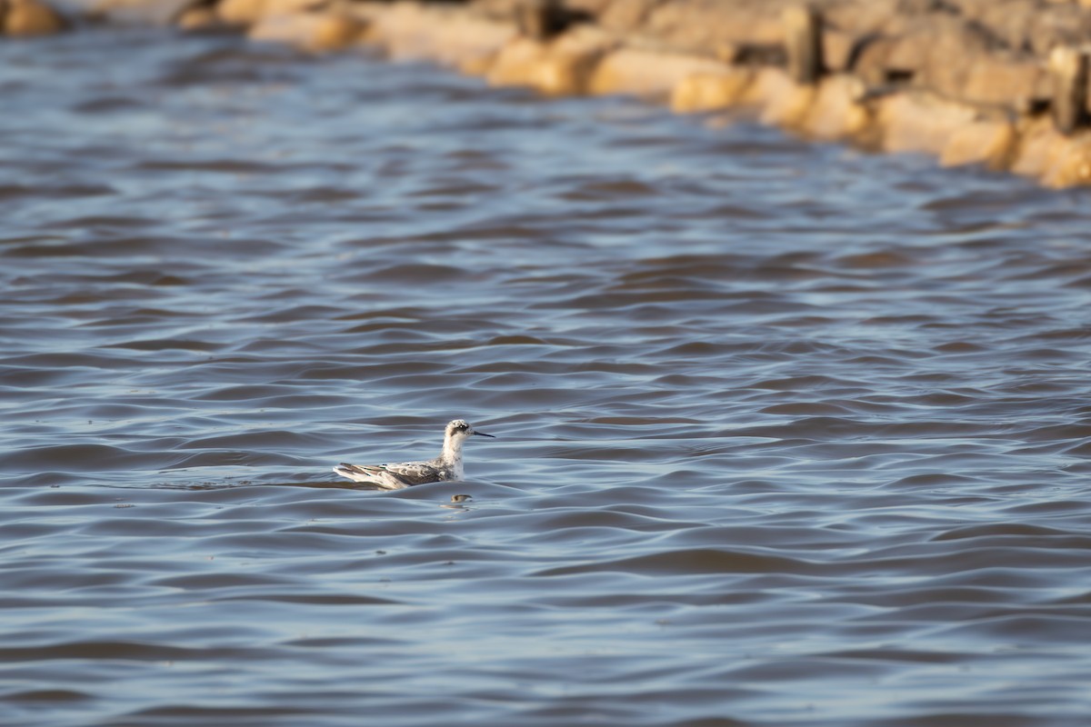 Mendebal-txori mokomehea - ML644691903