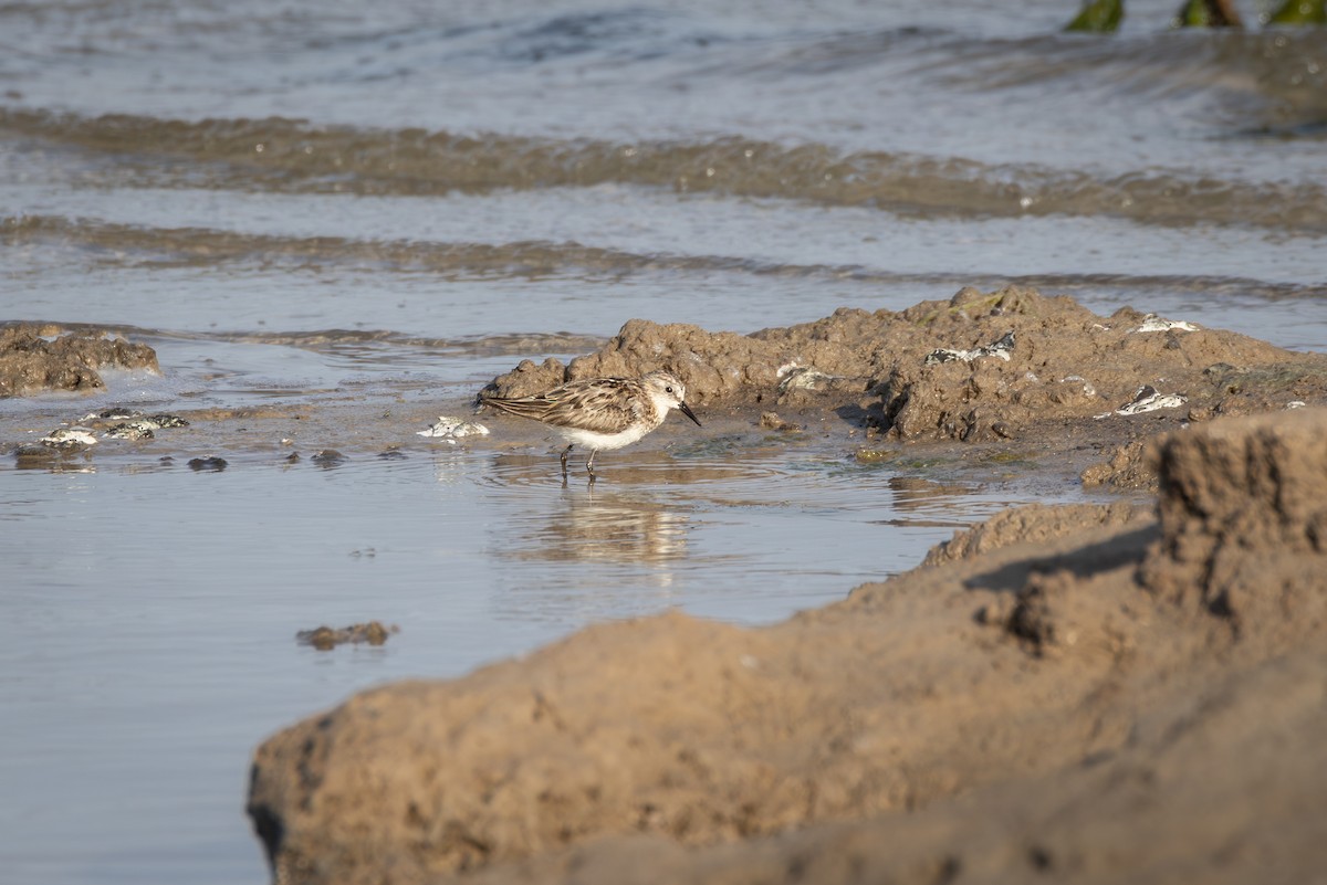 Txirri txikia - ML644691905