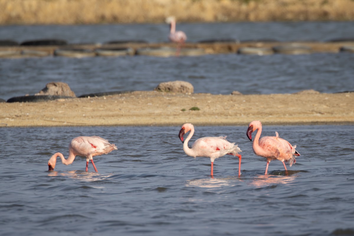 Flamenko txikia - ML644691907