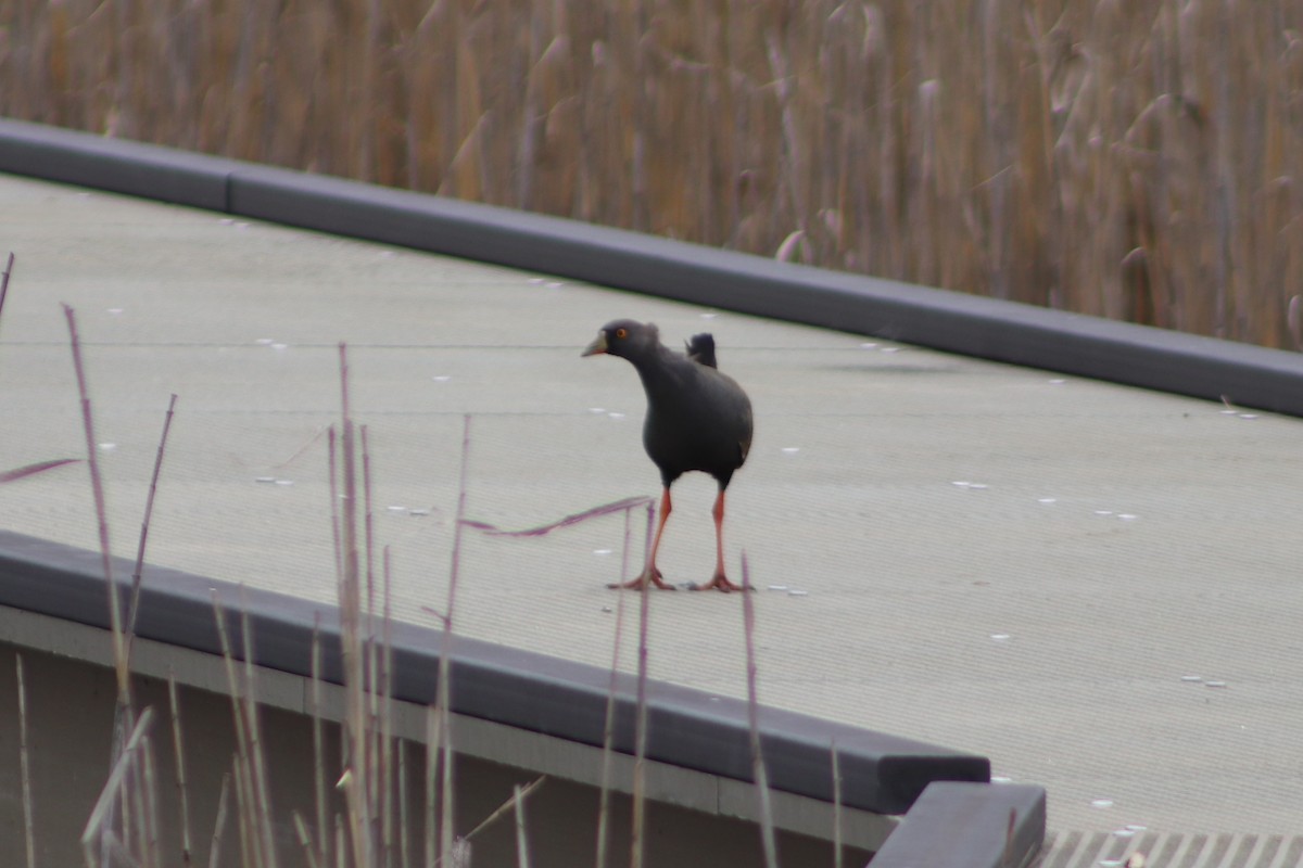 Black-tailed Nativehen - ML644691908