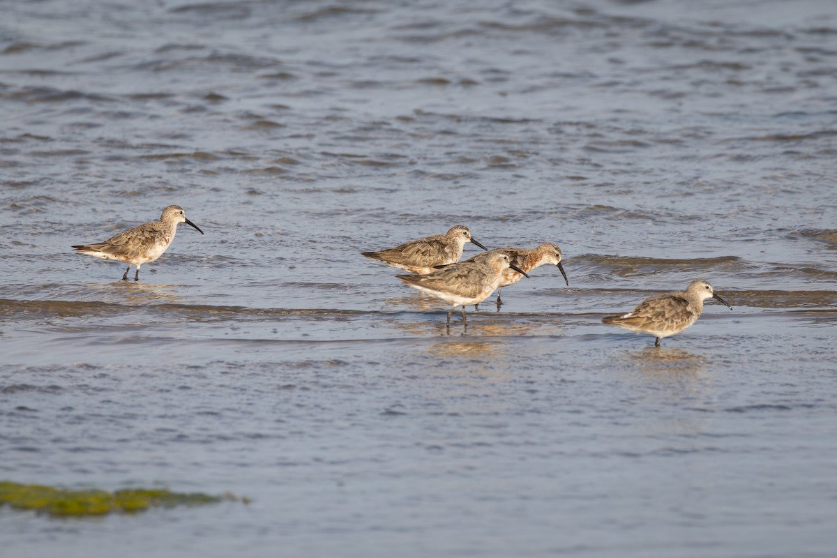 Txirri kurlinta - ML644691910