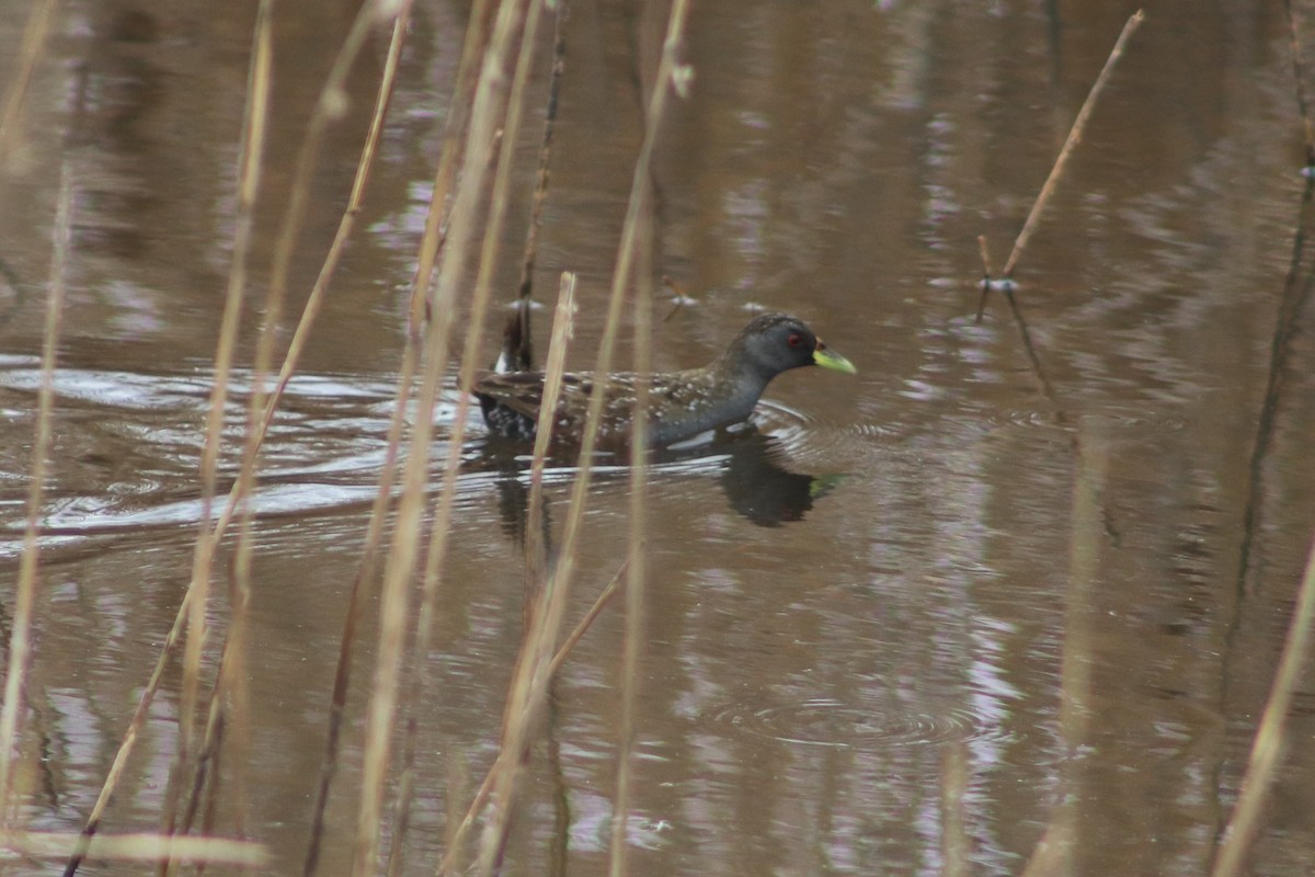 Australian Crake - ML644691911