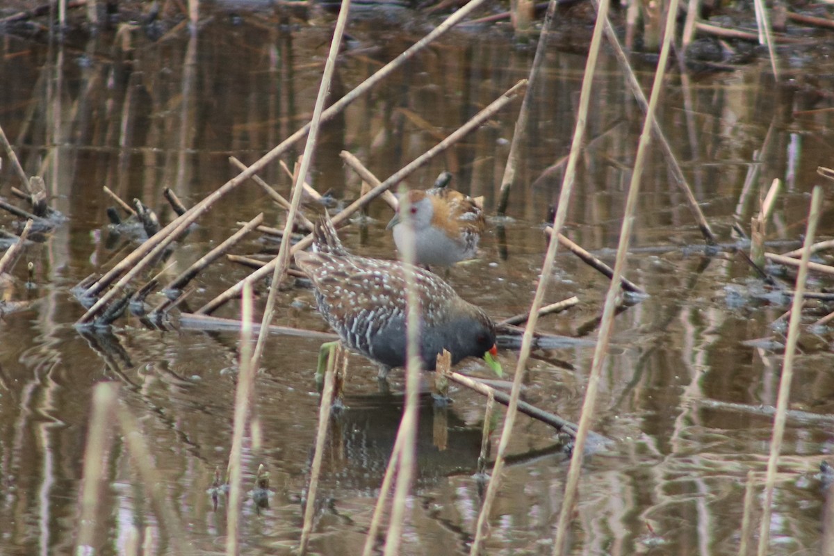 Uroilanda txikia - ML644691913
