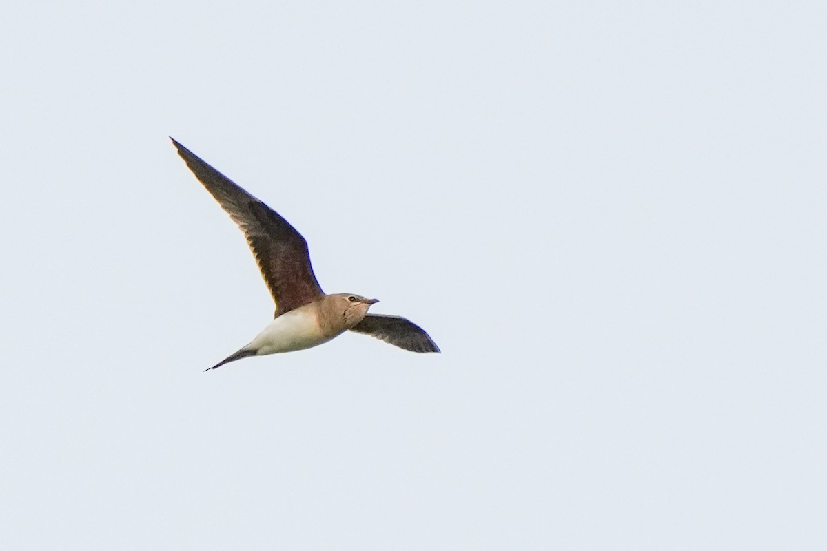 Oriental Pratincole - ML644691918