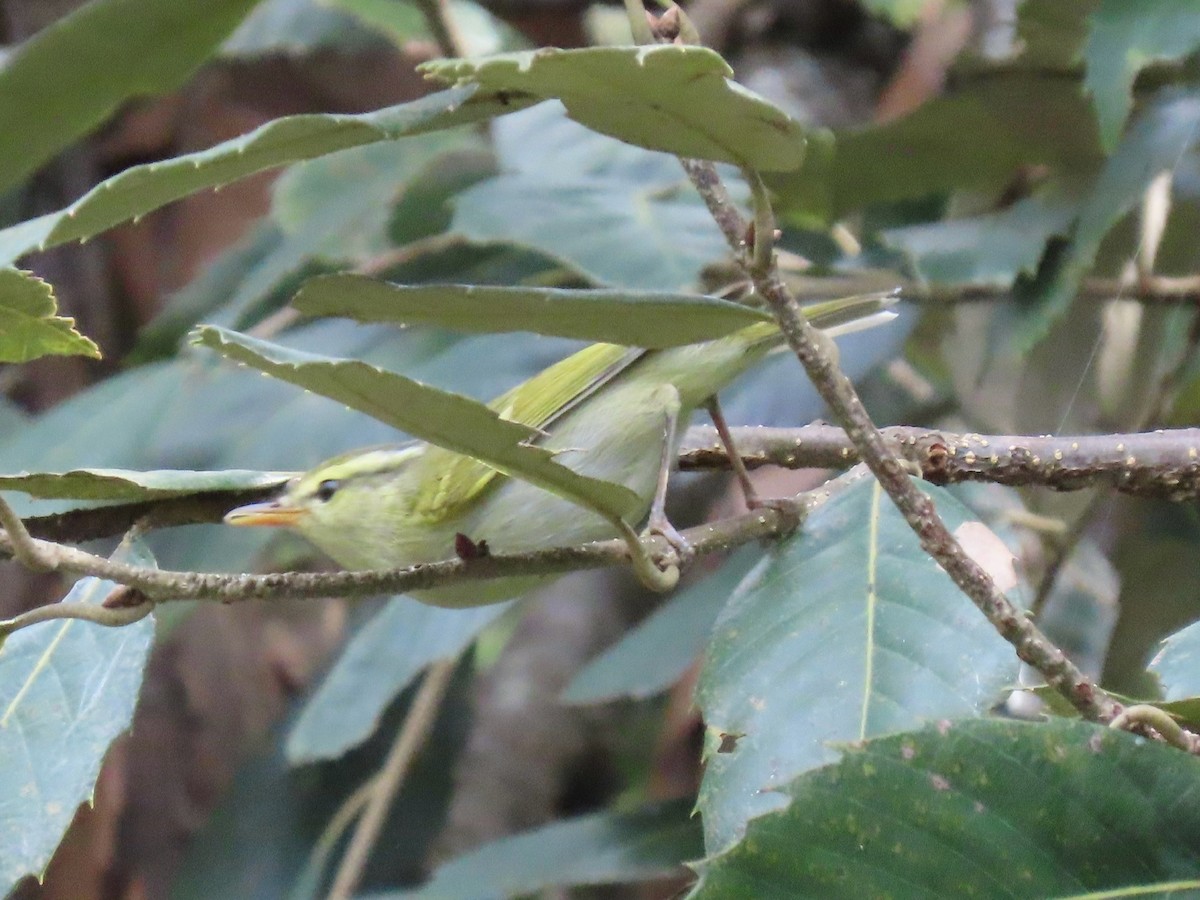 Pouillot de Blyth - ML644691919