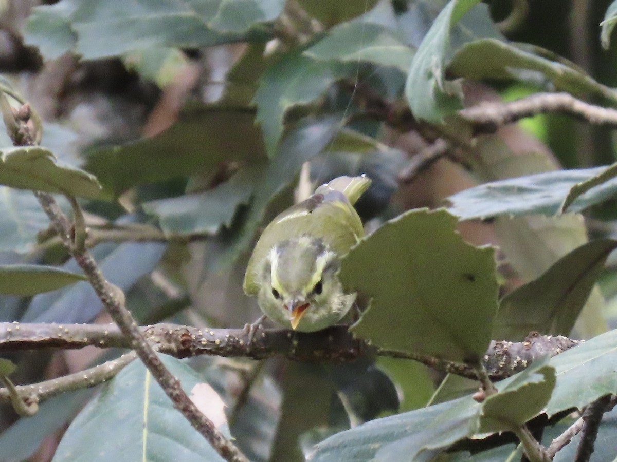 Pouillot de Blyth - ML644691920