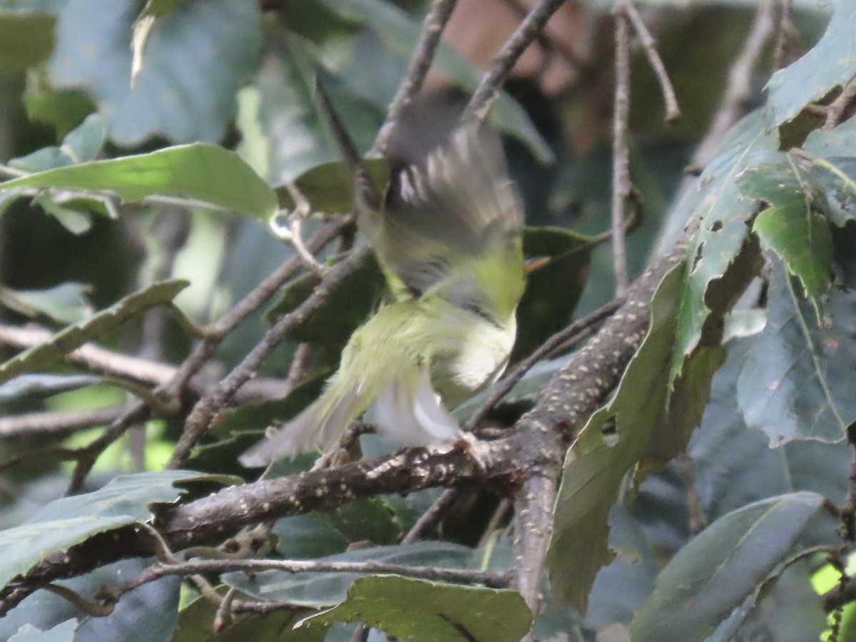 Pouillot de Blyth - ML644691922