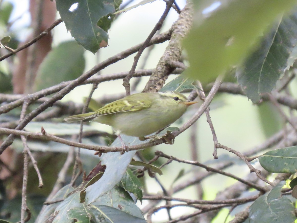 Pouillot de Blyth - ML644691923