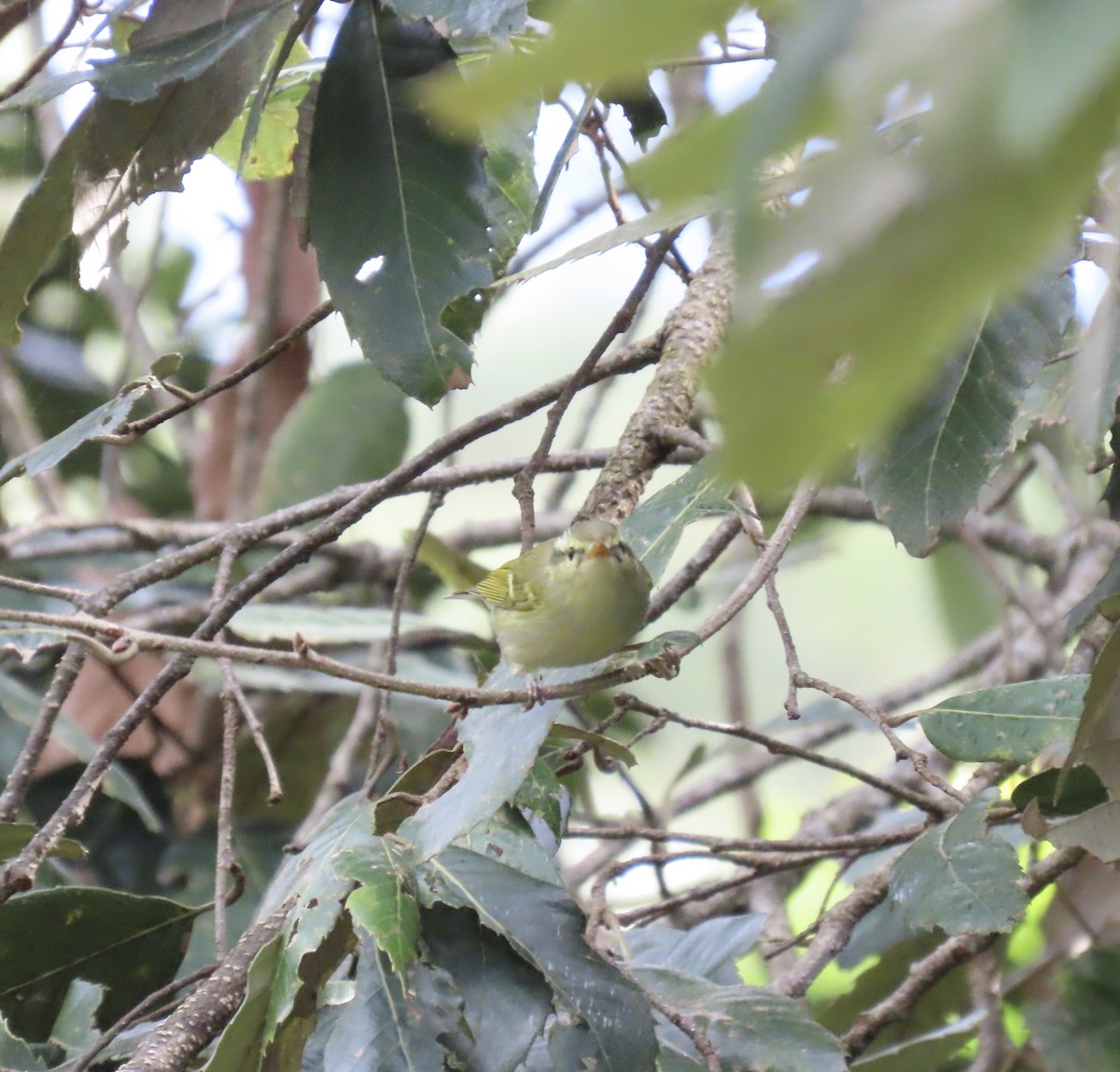 Pouillot de Blyth - ML644691924