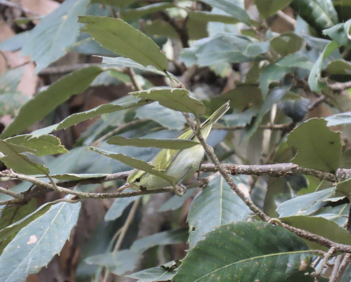 Pouillot de Blyth - ML644691925