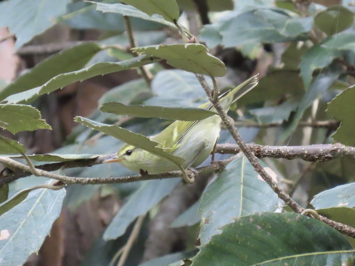 Pouillot de Blyth - ML644691926