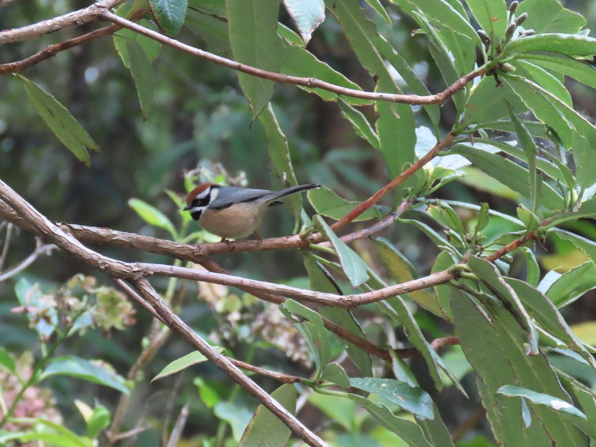Orite à tête rousse - ML644691928