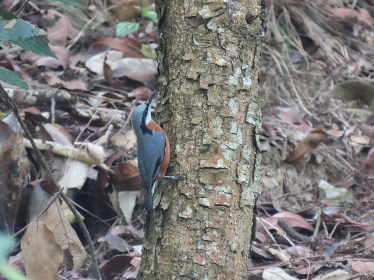 Sittelle de Blyth - ML644691931