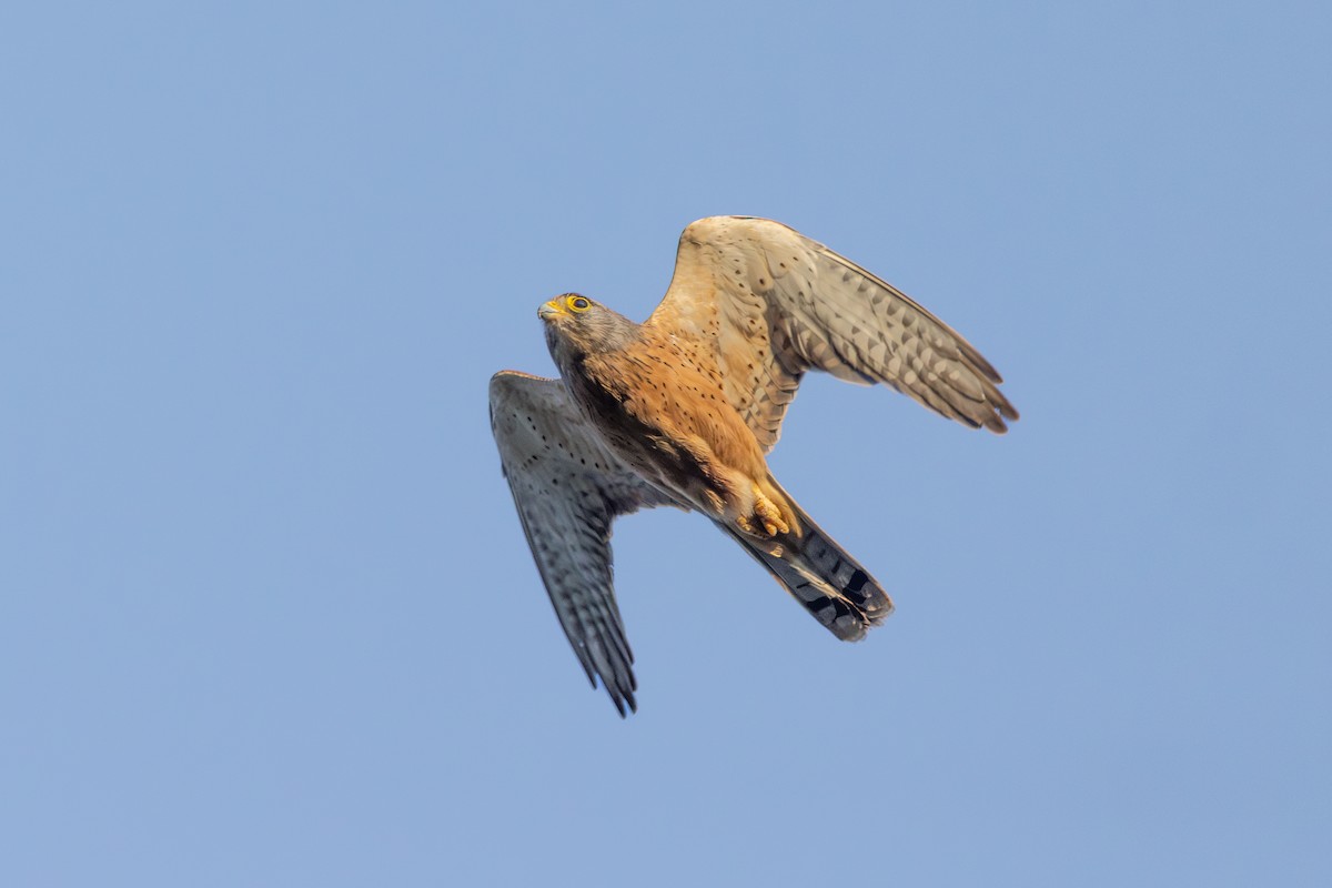 Rock Kestrel - ML644691935