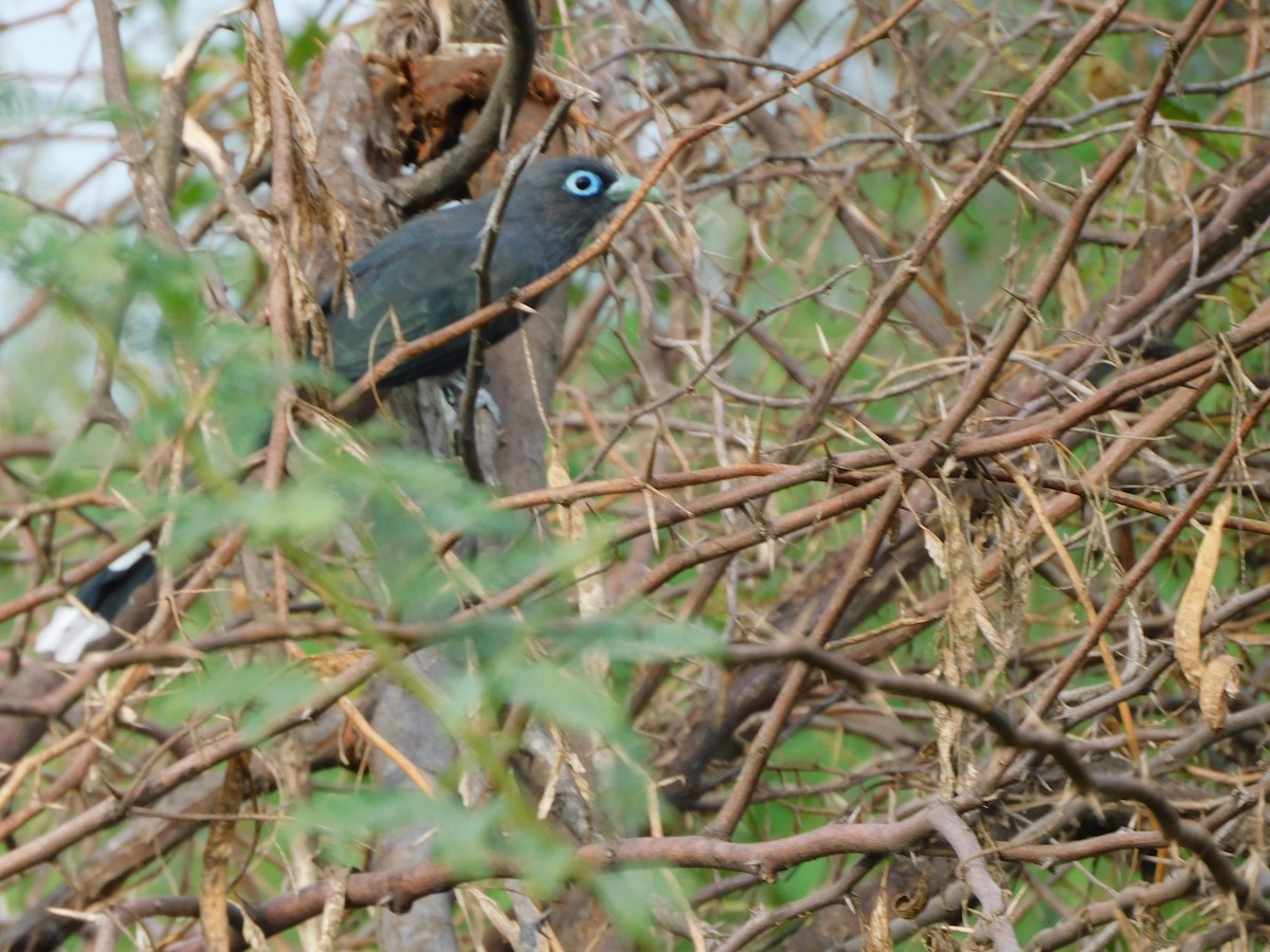 Blauringkuckuck - ML644691947