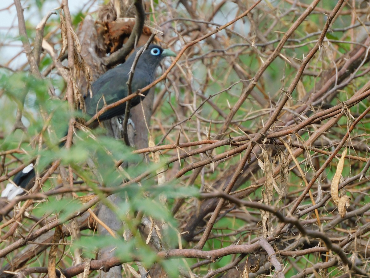 Blauringkuckuck - ML644691948