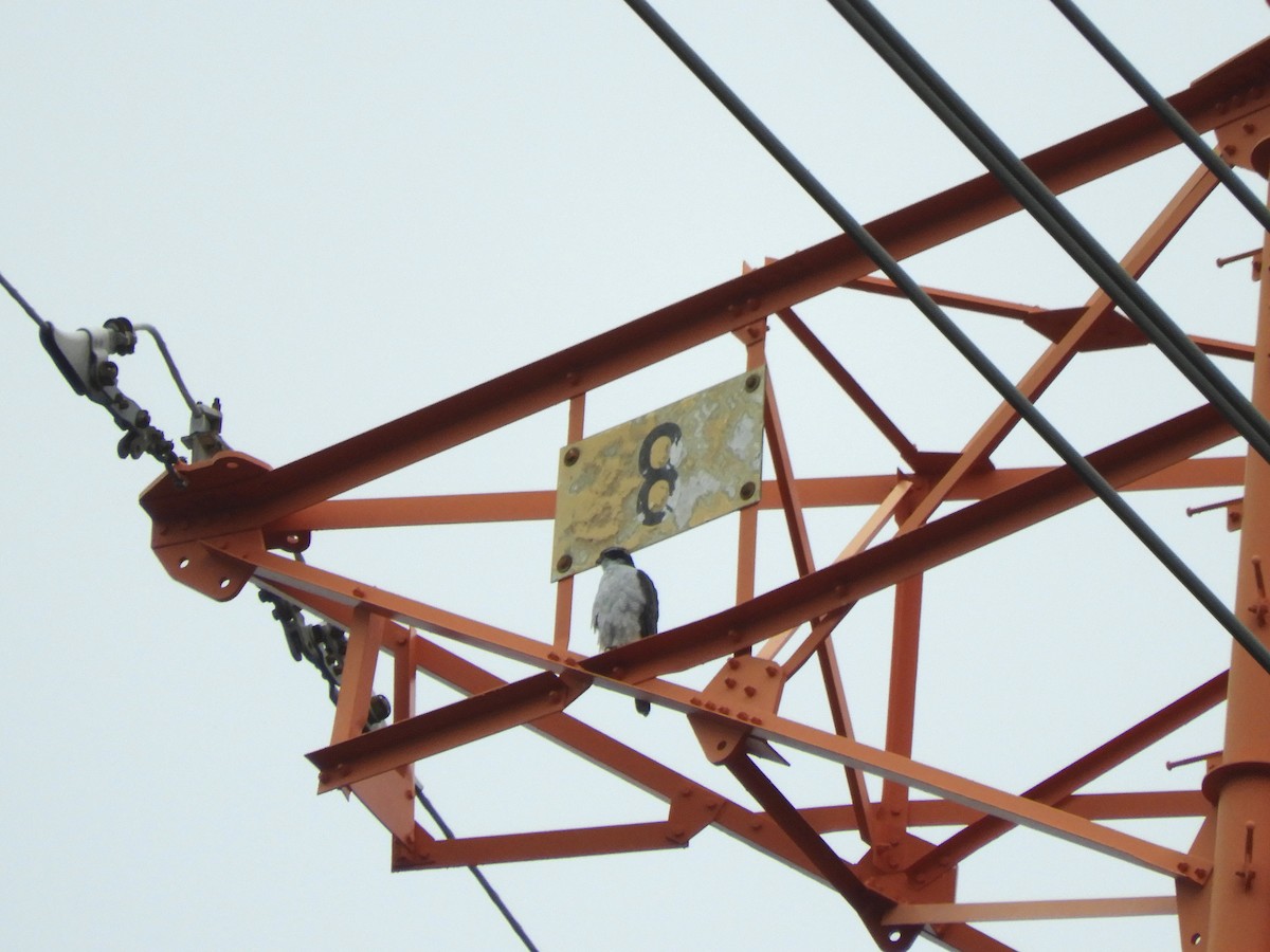 蒼鷹 - ML644691953