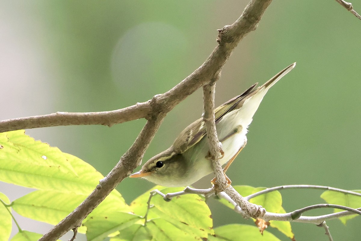 Claudia's Leaf Warbler - ML644691957