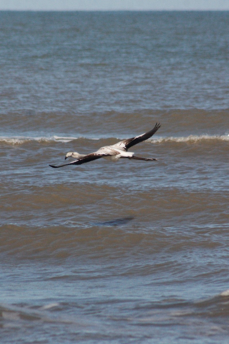 Flamenko handia - ML644691964