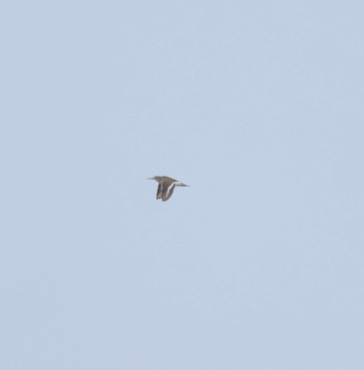 Common Sandpiper - ML644691968