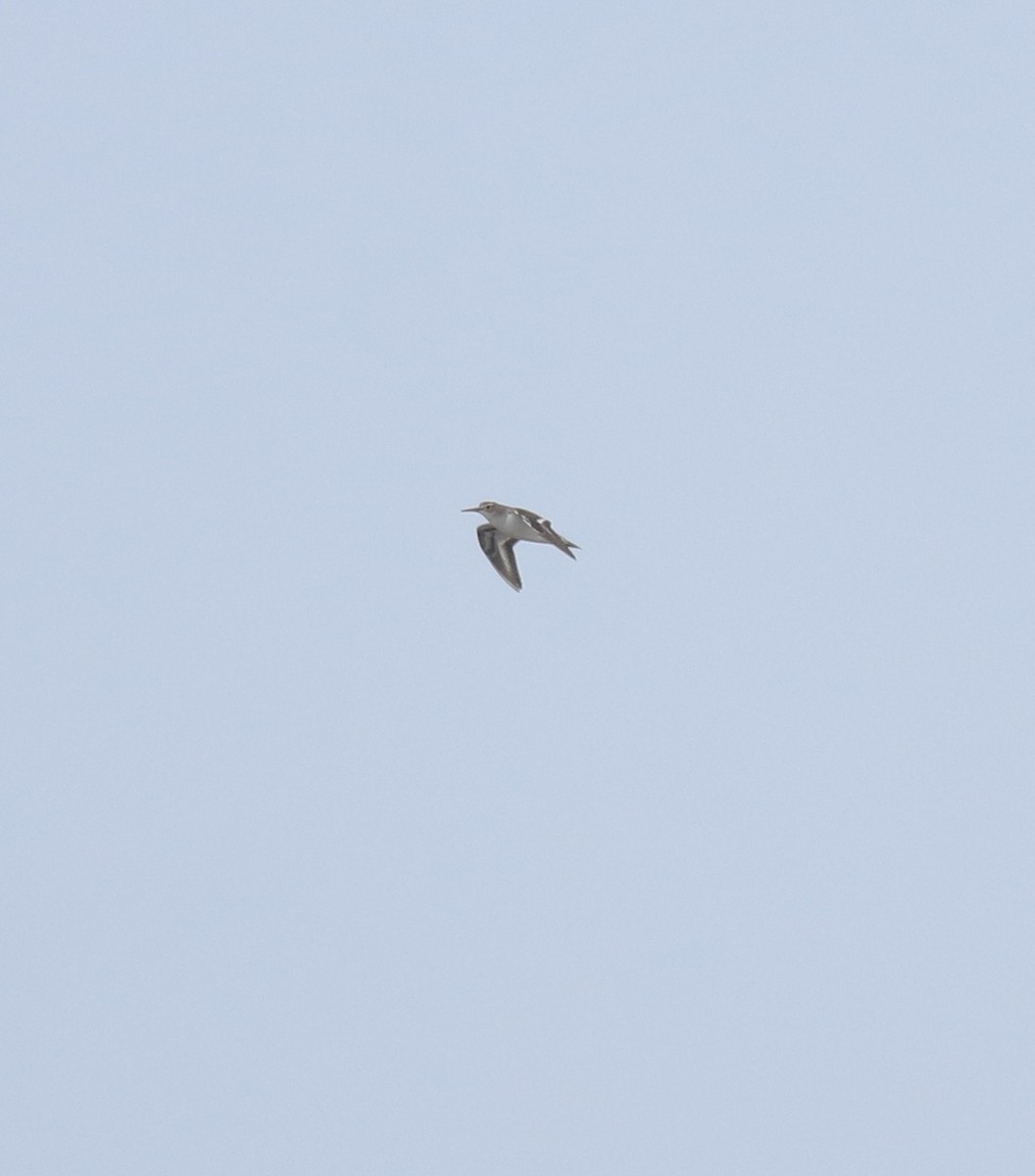 Common Sandpiper - ML644691970