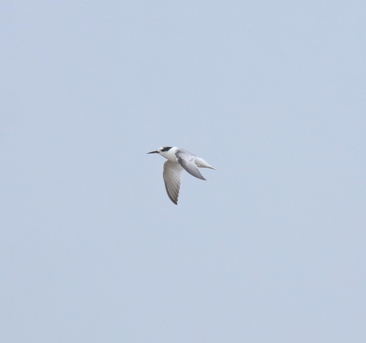 Saunders's Tern - ML644691975