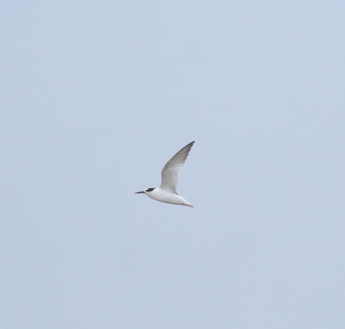 Saunders's Tern - ML644691976