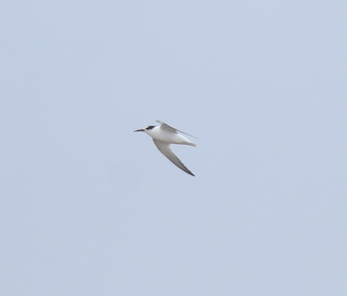 Saunders's Tern - ML644691977