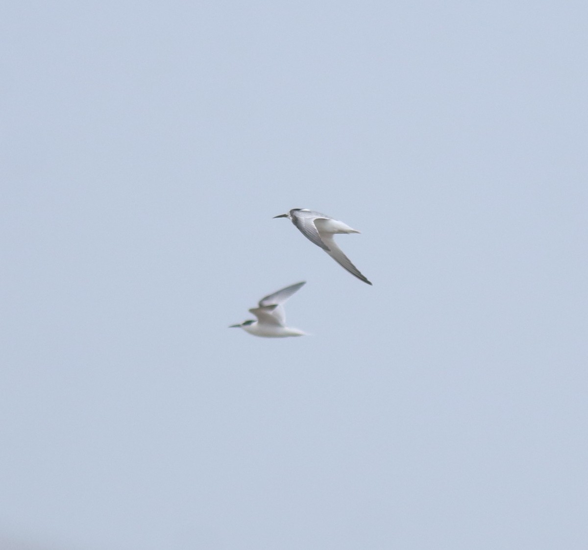 Saunders's Tern - ML644691978