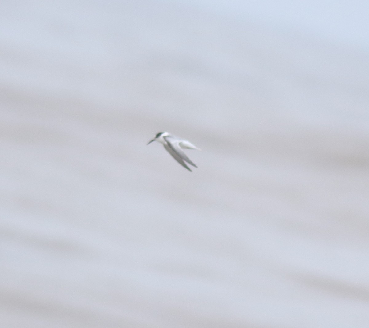 Saunders's Tern - ML644691979