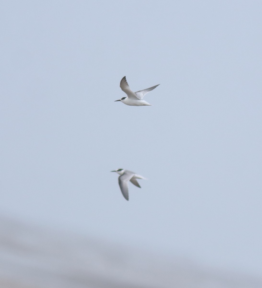 Saunders's Tern - ML644691980