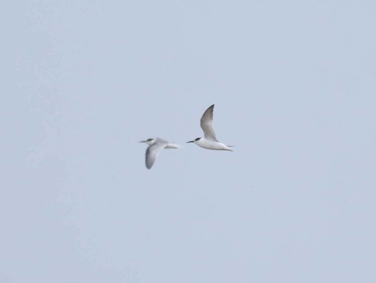 Saunders's Tern - ML644691981