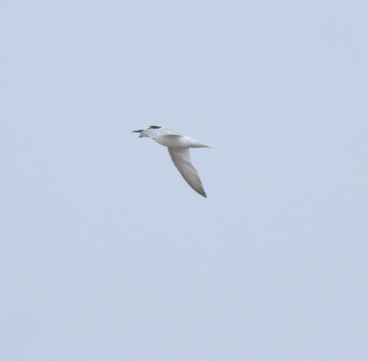Saunders's Tern - ML644691982