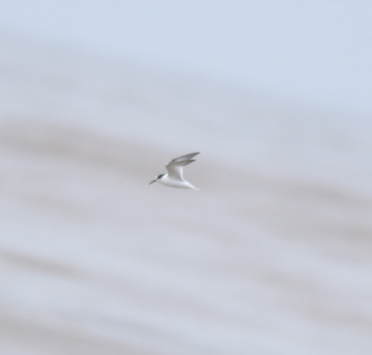 Saunders's Tern - ML644691983