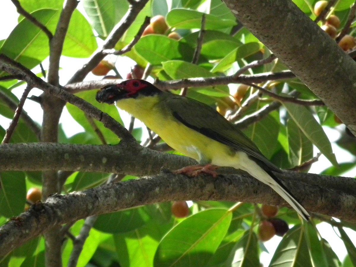 Papafigos de Vieillot - ML644691984