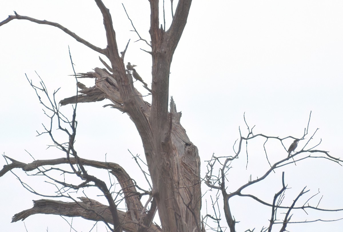 Singing Honeyeater - ML644691985