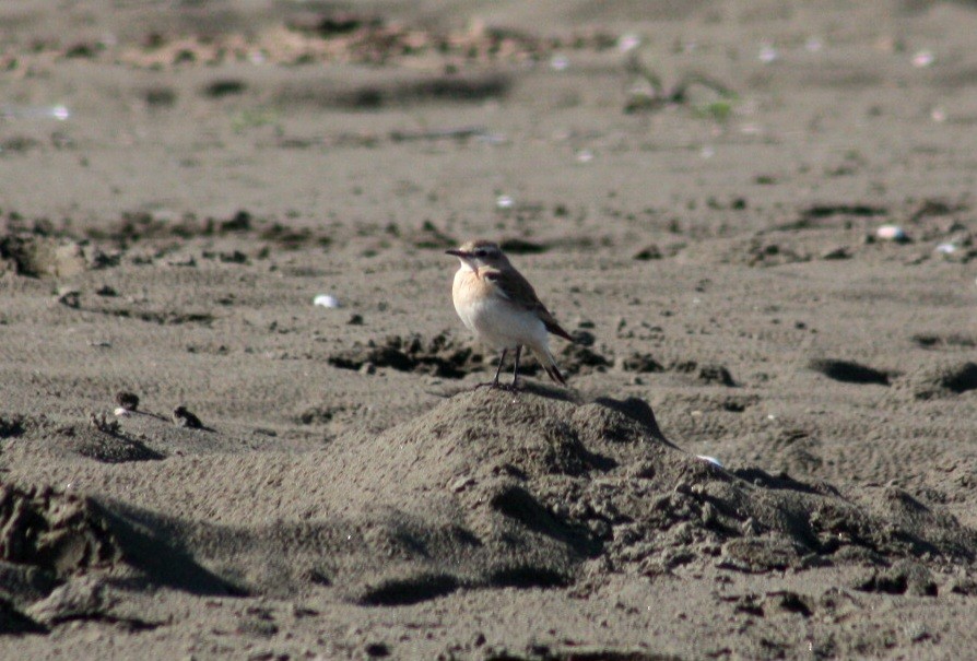 ハシグロヒタキ - ML644691989