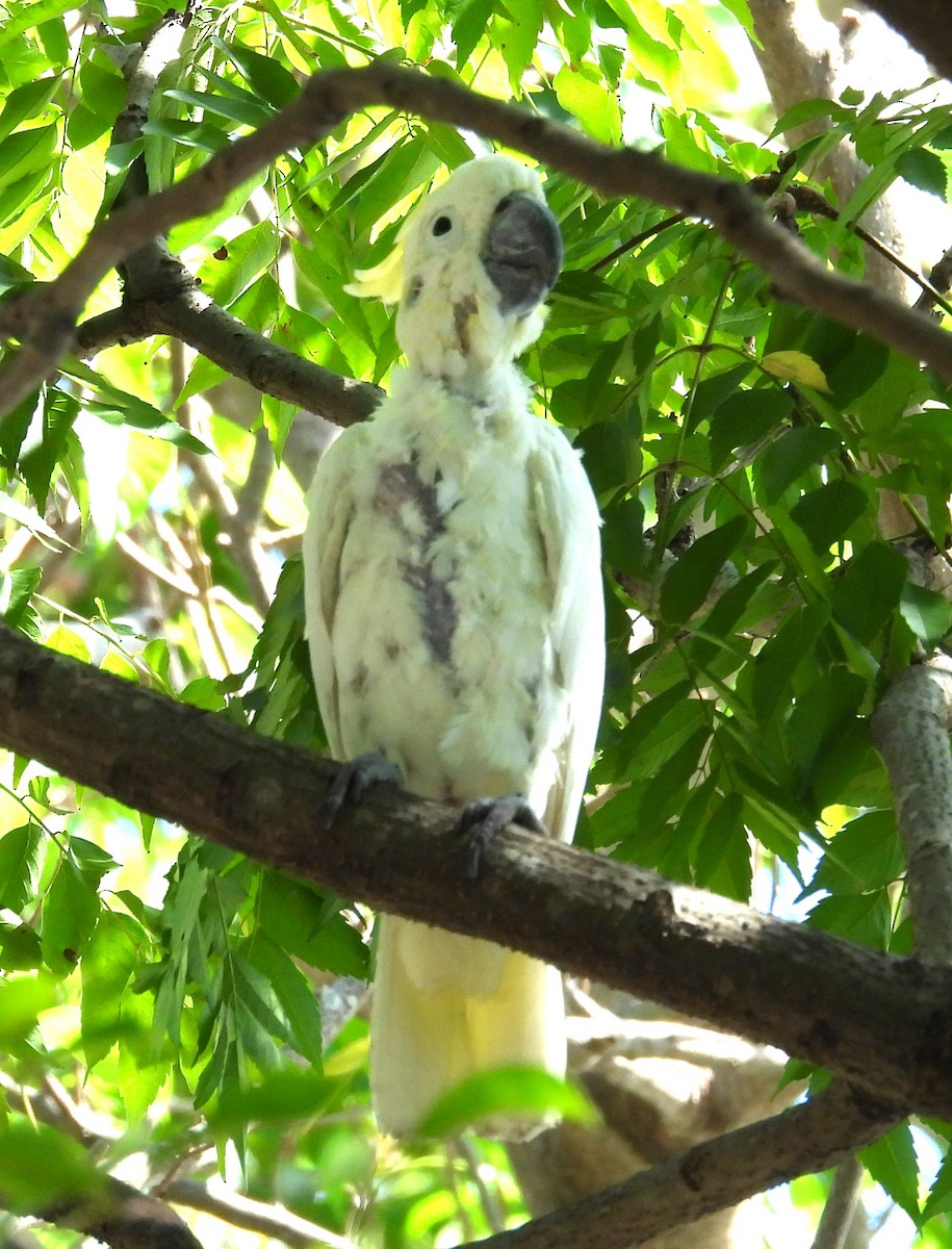 Yellow-crested Cockatoo - ML644692001