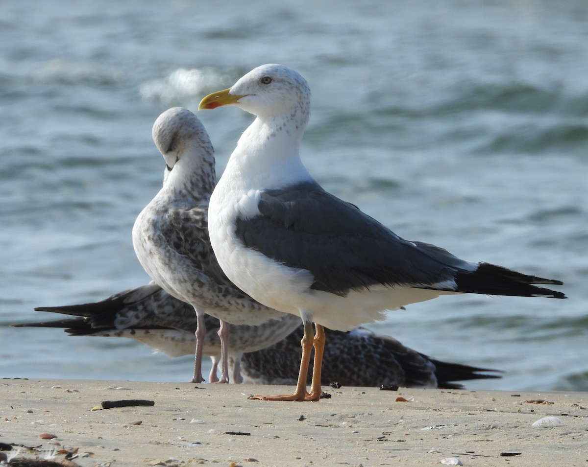 Heringsmöwe - ML644692006